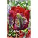 Tulipa Parrot - Rococo