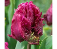 Tulipa Parrot - Parrot Prince