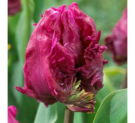 Tulipa Parrot - Parrot Prince