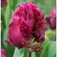 Tulipa Parrot - Parrot Prince