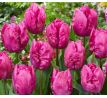 Tulipa Parrot - Parrot Prince