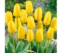 Tulipa - Candela