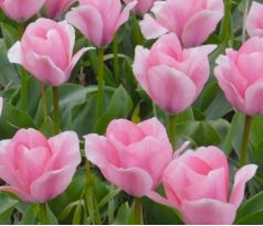 Tulipa - Sweet Sixteen