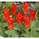 Tulipa - Madame Lefeber