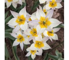 Tulipa - Turkestanica
