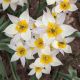Tulipa - Turkestanica