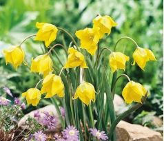 Tulipa - sylvestris
