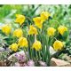 Tulipa - sylvestris