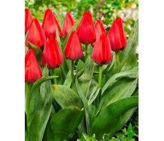 Tulipa - Julius Caesar