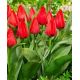 Tulipa - Julius Caesar