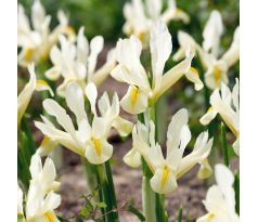 Iris - reticulata Louise