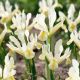 Iris - reticulata Louise