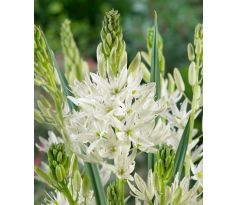 Camassia leichtlinii Alba