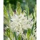 Camassia leichtlinii Alba