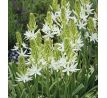 Camassia leichtlinii Alba