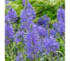 Camassia leichtlinii
