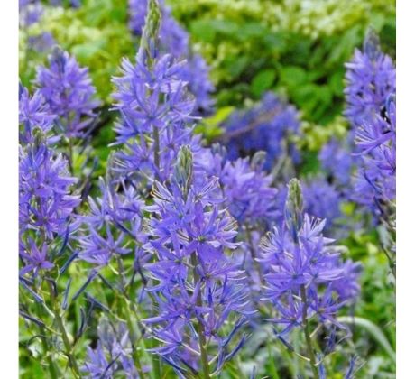 Camassia leichtlinii