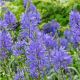 Camassia leichtlinii