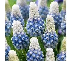 Muscari Mountain Lady