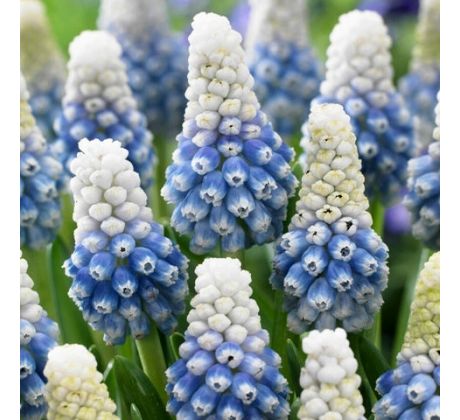 Muscari Mountain Lady
