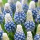 Muscari Mountain Lady