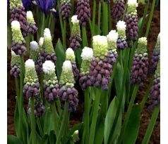 Muscari latifolium - Grape Ice