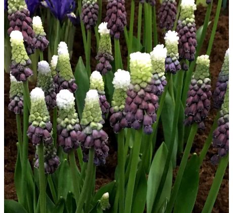Muscari latifolium - Grape Ice