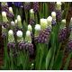 Muscari latifolium - Grape Ice