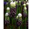 Muscari latifolium - Grape Ice