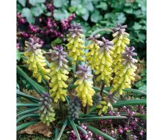 Muscari m. - Golden Fragrance