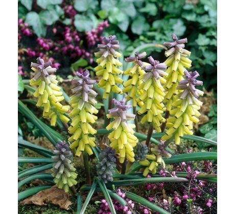 Muscari m. - Golden Fragrance