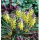 Muscari m. - Golden Fragrance