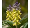 Muscari m. - Golden Fragrance
