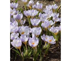 Crocus chrysanthus - Blue Marlin