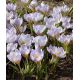 Crocus chrysanthus - Blue Marlin