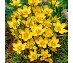 Crocus chrysanthus - Dorothy