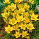 Crocus chrysanthus - Dorothy