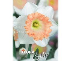 Narcissus Trumpet - British Gamble