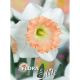 Narcissus Trumpet - British Gamble