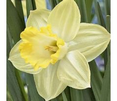 Narcissus - Ladea