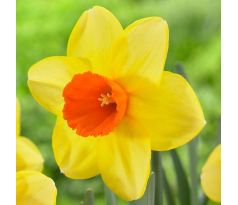 Narcissus - Red Devon