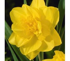 Narcissus - Golden Ducat