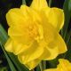 Narcissus - Golden Ducat