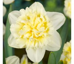 Narcissus - Ice King