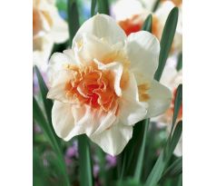 Narcissus - Replete