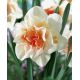 Narcissus - Replete