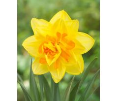 Narcissus Double - Apotheose