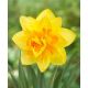 Narcissus Double - Apotheose
