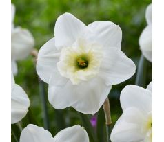 Narcissus - Papillon Blanc