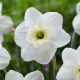 Narcissus - Papillon Blanc